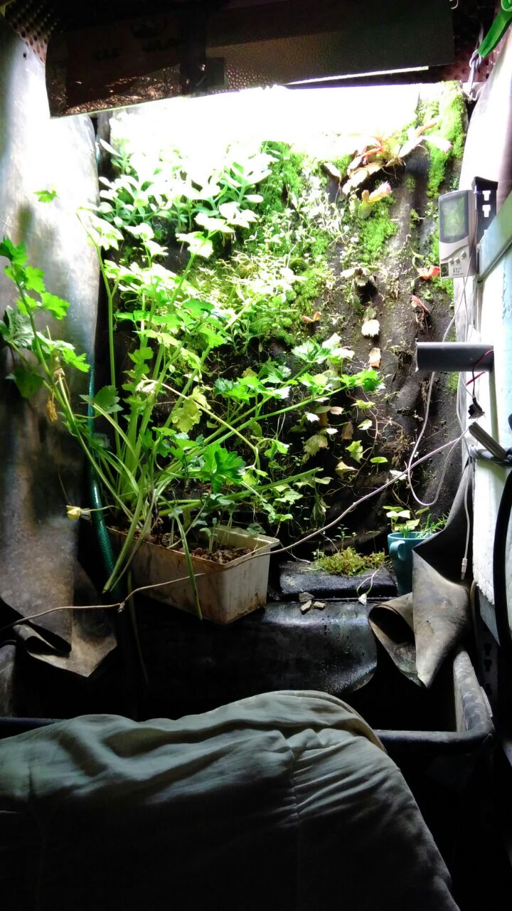 biotope / green wall in the main room